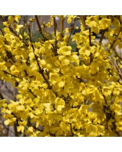 Forsythia, Border Forsythia 'Show Off®'