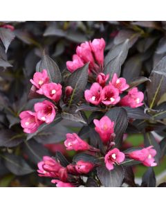 Weigela, Dark Foliage 'Spilled Wine®'