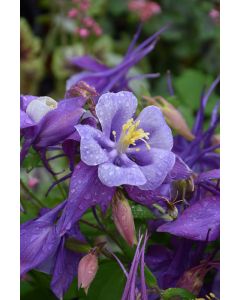 Aquilegia, Columbine 'Earlybird™ Purple and Blue'