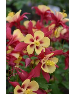 Aquilegia, Columbine 'Earlybird™ Red and Yellow'