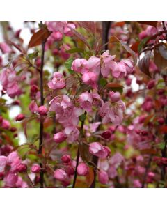 Malus, Flowering Crabapple 'Rejoice™' (Large Sizes)