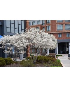 Amelanchier, Serviceberry Tree 'Autumn Brilliance®' (Large)