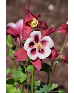 Aquilegia, Columbine 'Earlybird™ Red and White'