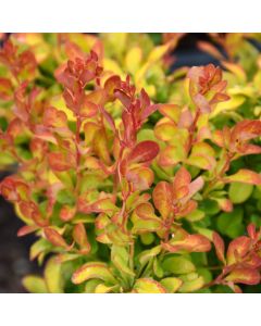 Berberis, Japanese Barberry 'First Editions® Limoncello™'