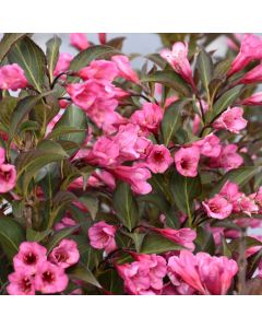 Weigela, Dark Foliage 'Wine & Roses®'