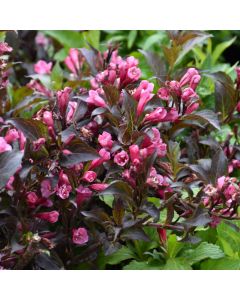 Weigela, Dark Foliage 'First Editions® Shining Sensation™'