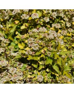 Physocarpus, Ninebark 'Raspberry Lemonade™'