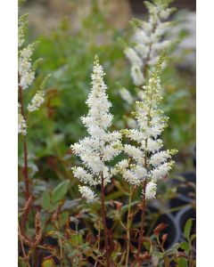 Astilbe, Arendsii Group 'Happy Spirit'