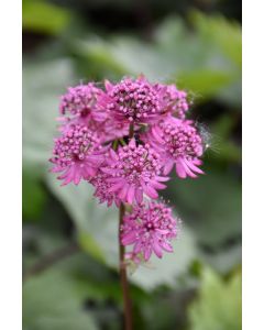 Astrantia, Masterwort, 'Star of Beauty'