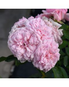 Rose, Shrub 'Reminiscent® Pink'