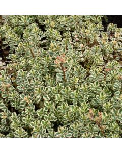 Sedum, Two-Row Stonecrop 'What a Doozie'