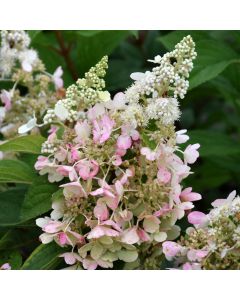 Hydrangea, Panicle 'Candelabra®'