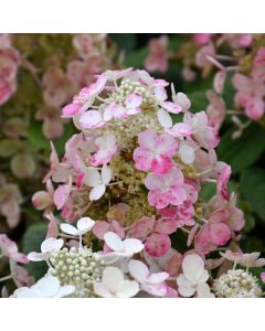 Hydrangea, Panicle 'Torch™'