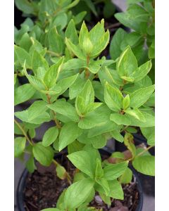 Ceanothus, New Jersey Tea 'Minnesota Native'