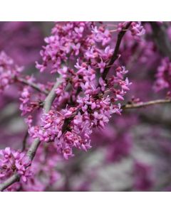 Cercis, Minnesota Strain Redbud (Large Sizes)