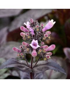 Penstemon, Beardtongue 'Dakota™ Burgundy'