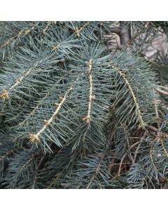 Abies, White Fir 'Blue Cloak' (Large Sizes)