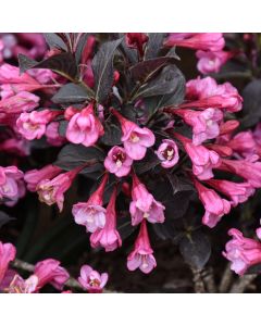 Weigela, Dark Foliage 'Coco Chill™'