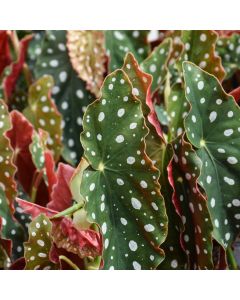 Begonia Maculata 'Spotted Begonia'