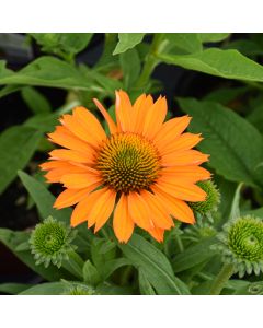 Echinacea, Coneflower 'Prima™ Saffron'