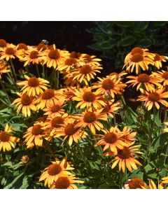 Echinacea, Coneflower 'Prima™ Tiger'