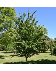 Carpinus, Blue Beech 'Rising Fire®' (Large)