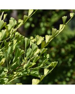 Ginkgo, 'Goldspire™' (Large Sizes)