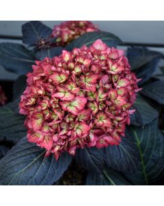 Hydrangea, Bigleaf 'First Editions® Eclipse®'