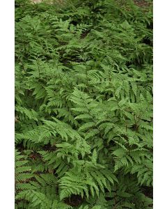 Athyrium, Lady Fern