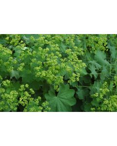 Alchemilla, Lady's Mantle