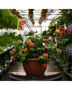 Lantana, Bandolero 'Cherry Sunrise' Hanging Basket 12"