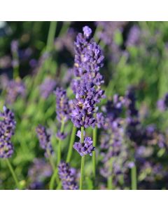 Lavender (Herb)