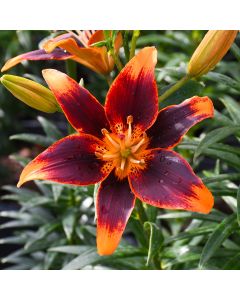 Lilium, Asiatic Lily 'Forever Susan'