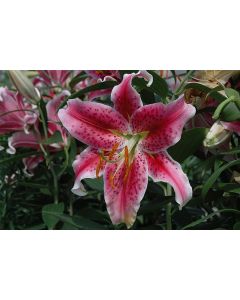 Lilium, Oriental Lily 'Stargazer'