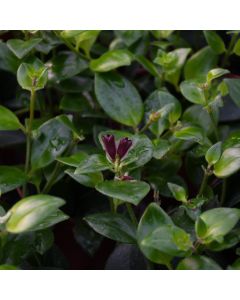 Aeschynanthus Radicans 'Lipstick Plant'