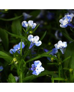 Lobelia, Trailing 'Magadi™ Blue Bay'