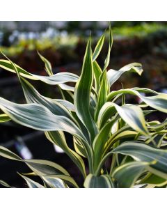 Dracaena Sanderiana, Lucky Bamboo 'Variegated'