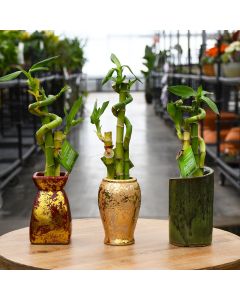 Dracaena Sanderiana, Lucky Bamboo in Ceramic