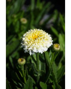 Leucanthemum, Shasta Daisy 'Luna'