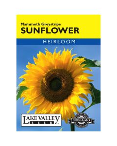 Helianthus, Sunflower, Mammoth Greystripe, 6g