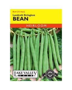 Phaseolus, Bean (Bush), Landreth Stringless, 20g