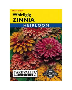 Zinnia, Whirligig Zinnia