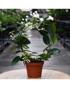 Stephanotis, Madagascar Jasmine 'Infinity Circle'