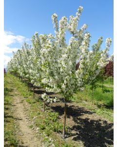 Malus, Crabapple Flowering 'Dolgo' (Large)