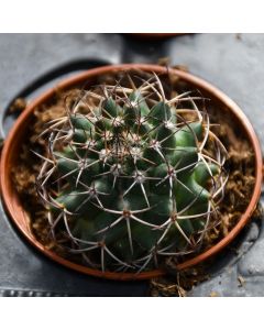 Cactus, Cylindrical Assortment