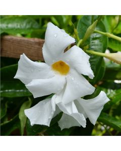 Mandevilla (Rock Trumpet), Madinia® 'White'