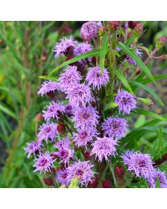 Liatris, Meadow Blazingstar 'Minnesota Native'