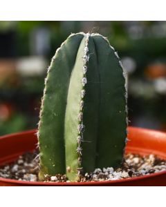 Pachycereus Marginatus 'Mexican Fence Post Cactus'