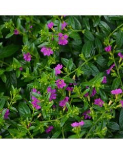 Cuphea (Mexican Heather), 'Allyson'