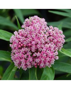 Asclepias, Swamp Milkweed 'Minnesota Native'